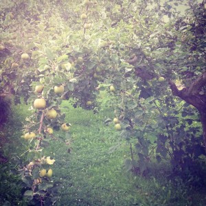 Cesta k mým záhonům vede touto jablečnou bránou obsypanou. Foto: Sláma v botách