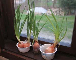 Tenhle trik mi poradili na Valašsku. Nať z naklíčených cibulí je na konci zimy/začátkem jara vítanou zeleninou. Foto: Mikumi