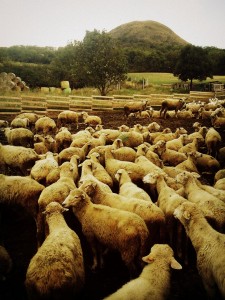 Ovce, Oblík a krásná fotka z jiného výletu na tohle krásné místo. Fotila tehdymá bezvadná biosousedka Kate Du (o ní ZDE). Foto: Kate Du.